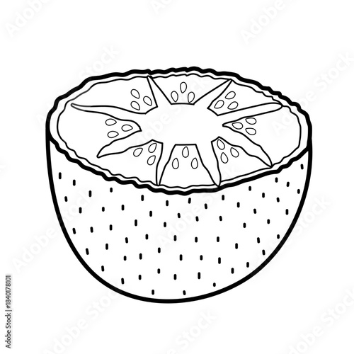 Kiwi fruit isolated element in outline. Doodle healthy food in black and white for coloring. Great for prints, recipe ingredients. Vector illustration