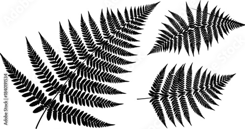 Detailed botanical fern leaf silhouettes isolated on white background, natural foliage illustration for design, decoration, eco themes, and botanical projects