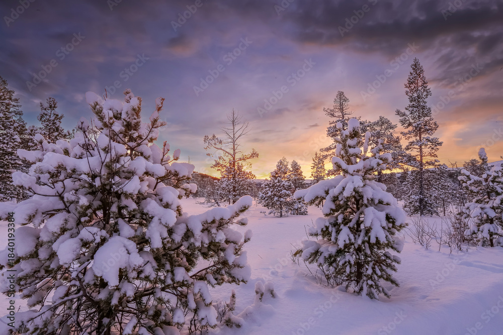 Fototapeta premium Snowy winter forest in Innerdalen ( Innset) in Norway