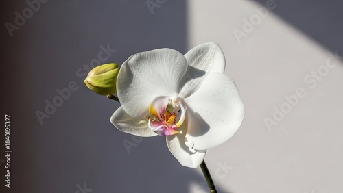 Elegant White Orchid Bloom with Bud in Soft Sunlight