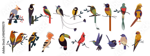Colorful birds collection vector illustration.  Illustrated Collection Assorted Birds. Birds species icons.