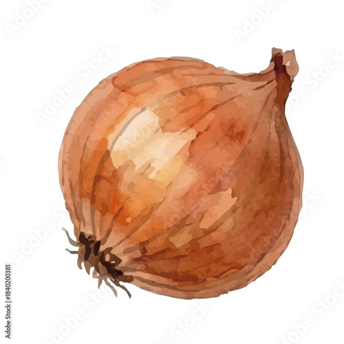 Watercolor-style onion illustration／玉ねぎ