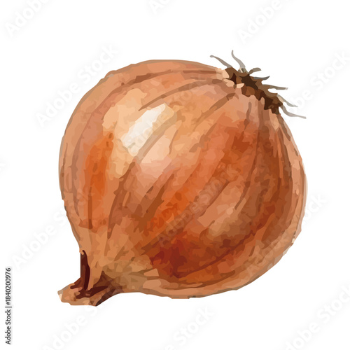 Watercolor-style onion illustration／玉ねぎ