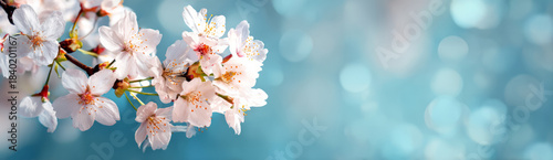 Soft cherry blossom branch, delicate spring bloom, dreamy bokeh background