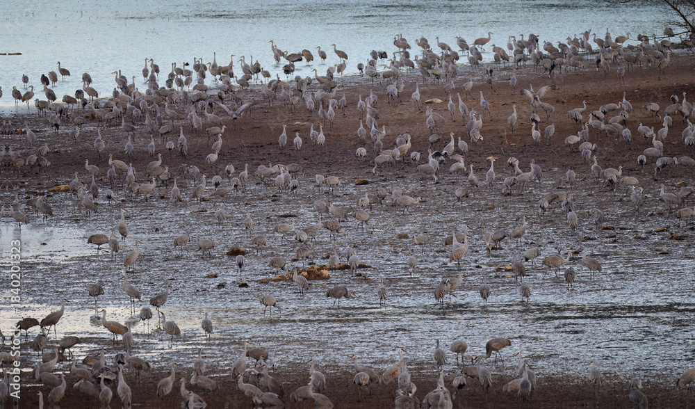 Fototapeta premium Wintering sandhill cranes gathered at the water's edge in Hiwassee Wildlife Refuge