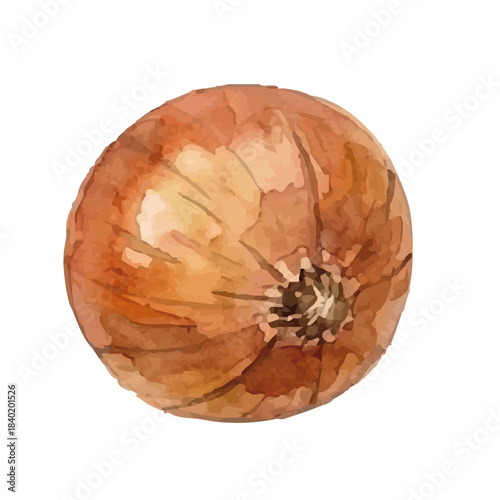 Watercolor-style onion illustration／玉ねぎ