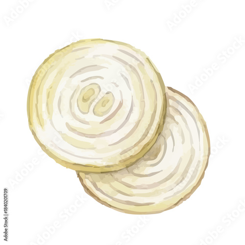 Watercolor-style onion illustration／玉ねぎ
