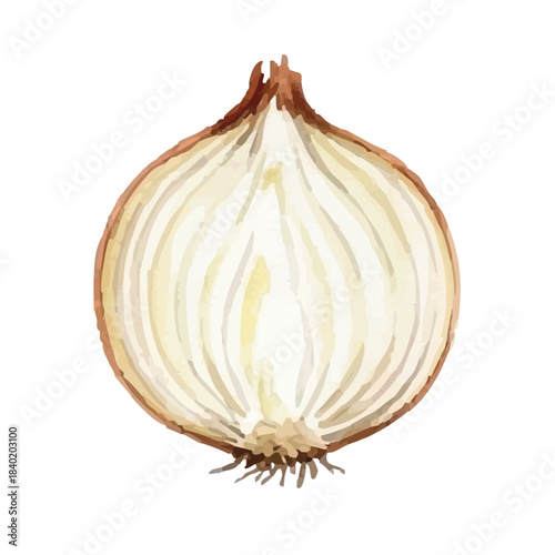Watercolor-style onion illustration／玉ねぎ