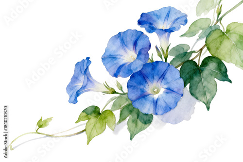 Watercolor illustration of blue morning glory flowers with green leaves