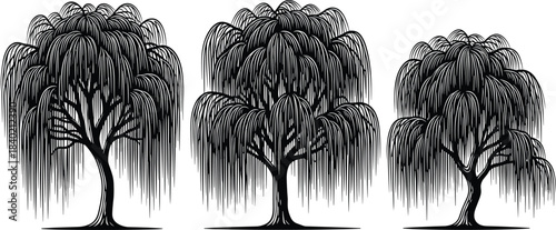 Weeping willow tree silhouettes, black illustration, nature design, drooping branches, botanical art, peaceful landscape, foliage pattern, outdoor vegetation icons