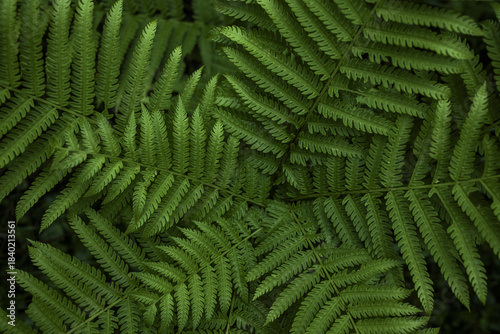 View of vibrant green fern fronds create a mesmerizing tapestry of nature's intricate design, a close-up botanical wonder, Royal Botanical Park, Lampelri, Bhutan.