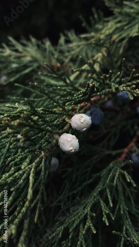 Juniper Berries on Evergreen Branch
