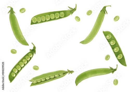 Watercolor-style pea illustration／えんどう豆
