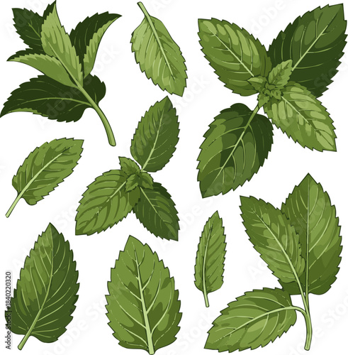 Create a kinds of deferent realistic fresh vibrant green tomato plant leaf displays its intricate natural detail, isolated perfectly available as a clean vector art with white background.