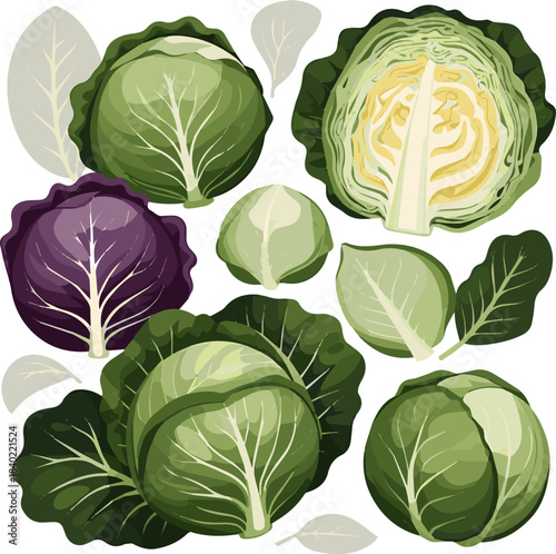 Create a kinds of deferent realistic Head of cabbage vector art with white background.