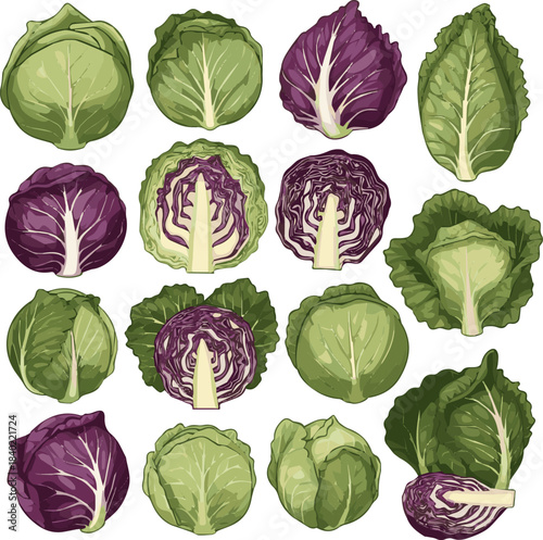 Create a kinds of deferent realistic Head of cabbage vector art with white background.
