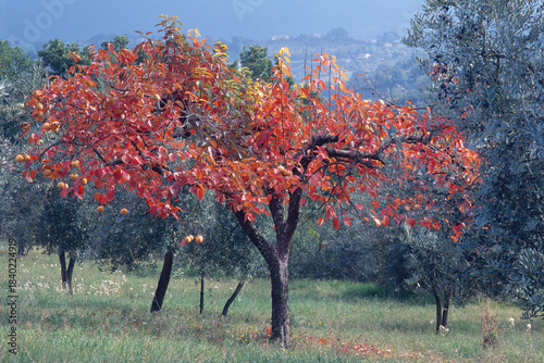 Plant of oriental persimmon, it's colors in autumn