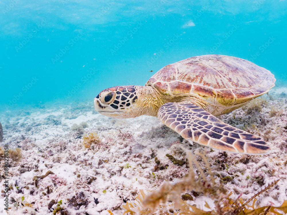 Obraz premium アマモを食べている。 アオウミガメ, Green Turtle, Green Sea Turtle, Chelonia mydas, ウミガメ科, 阿嘉島前浜ビーチ 沖縄県島尻郡慶良間諸島-2025 沖縄本島から40km西方にある諸島。 大小30以上の島々からなる島嶼群は全体が国立公園に指定されている。 珊瑚礁の海、白い砂浜、緑の山地は世界屈指の美しさ。 多くの貴重な動植物が生息している。 