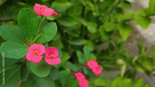 Rooftop garden beautiful plants and flower