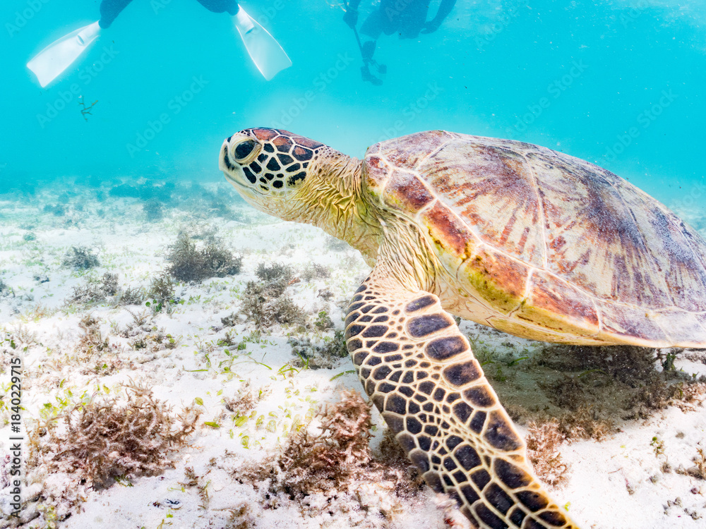 Obraz premium アマモを食べている。 アオウミガメ, Green Turtle, Green Sea Turtle, Chelonia mydas, ウミガメ科, 阿嘉島前浜ビーチ 沖縄県島尻郡慶良間諸島-2025 沖縄本島から40km西方にある諸島。 大小30以上の島々からなる島嶼群は全体が国立公園に指定されている。 珊瑚礁の海、白い砂浜、緑の山地は世界屈指の美しさ。 多くの貴重な動植物が生息している。 