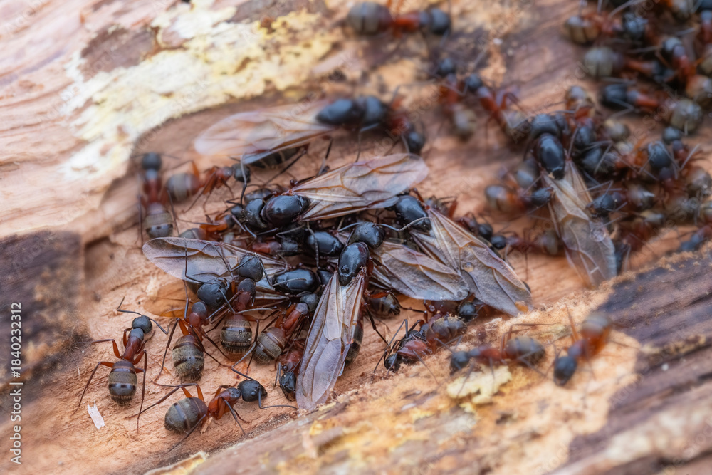 Φωτογραφία Carpenter Ant Infestation Nest