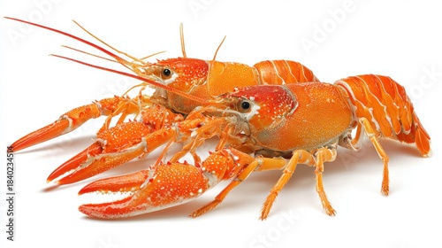 Bright orange freshwater crayfish crawfish pair isolated on white background showcasing vibrant color detailed claws antennae and segmented body structure