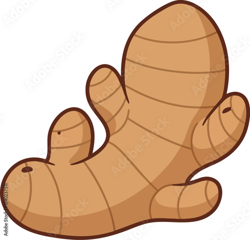 Light brown ginger root, simplified cute curved shape, cartoon vegetable vector