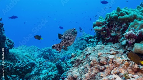 A cute spotted Pufferfish swims over a coral reef