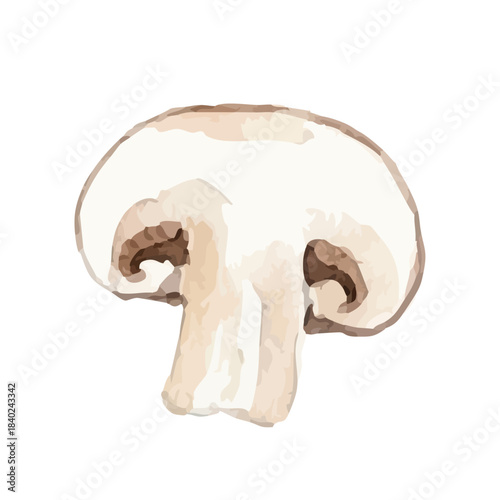 Watercolor-style mushroom illustration／マッシュルーム