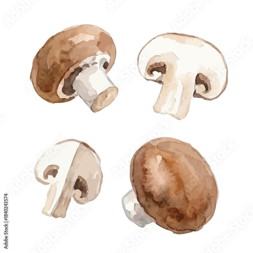 Watercolor-style mushroom illustration／マッシュルーム