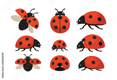 Ladybug collection, insects and bugs, flat vector illustration