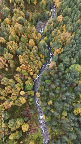 Aerial view of a stream flowing through autumnal trees in the cairngorms of scotland. 