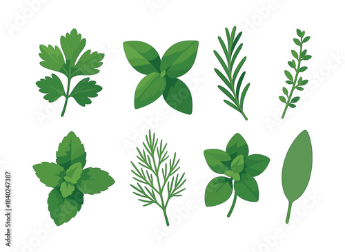 Herb leaves collection, parsley, basil, rosemary, flat vector illustration