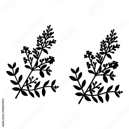 Henna tree (Lawsonia inermis), medicinal plant