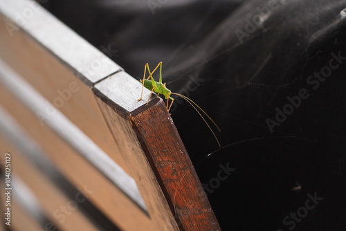 Wallpaper Mural Konik polny na drewnie Torontodigital.ca