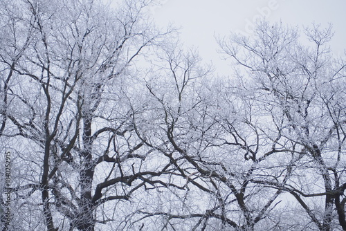 Wallpaper Mural Zaśnieżone drzewa na białym tle białego nieba Torontodigital.ca