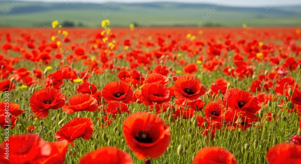 Fototapeta premium Vibrant Red Poppy Flowers Field Under Blue Sky with Lush Green Landscape in Background