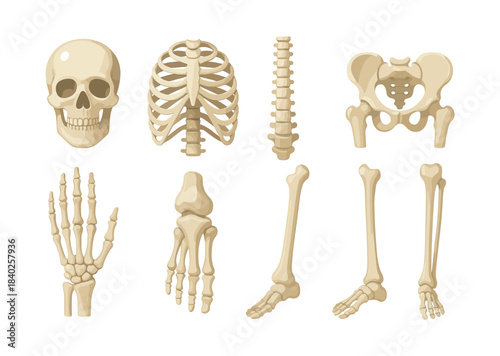 Human skeleton vector illustration, bones, anatomy, flat vector style design