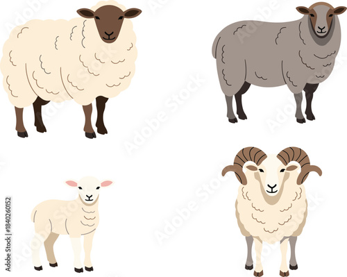 Detailed Medical Vector Illustration of Human Kidney Anatomy with Cross-Section Showing Renal Artery, Vein, Cortex, and Medulla, Ideal for Biology, Urology, and Health Care Education.