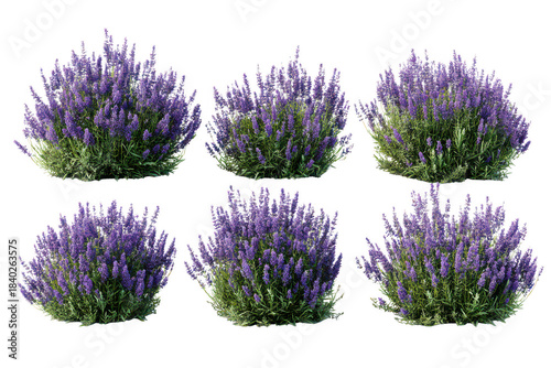 Six vibrant lavender bushes with fragrant purple flowers and green foliage, isolated for design isolated on transparent background