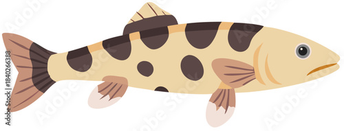 Obraz na płótnie spotted loach
