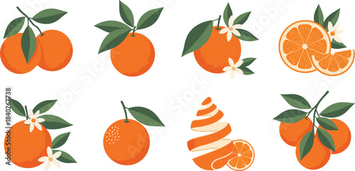 Orange fruit clipart set with whole oranges, slices, leaves, blossoms, citrus peel illustrations for printing, crafting, stickers, and digital design
