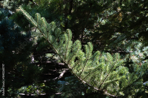 Close-up of green coniferous tree branches with soft, dense needles Abies koreana. Sunlight filters through, casting gentle shadows on foliage, creating natural, forest-like atmosphere.