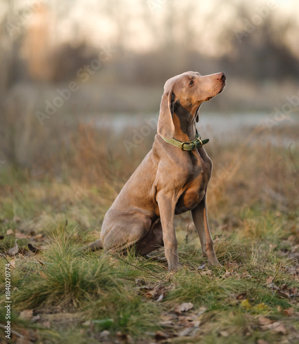 A curious young Weimaraner puppy sits in a grassy field at sunset, gazing upwards with a green collar, embodying serene outdoor tranquility.