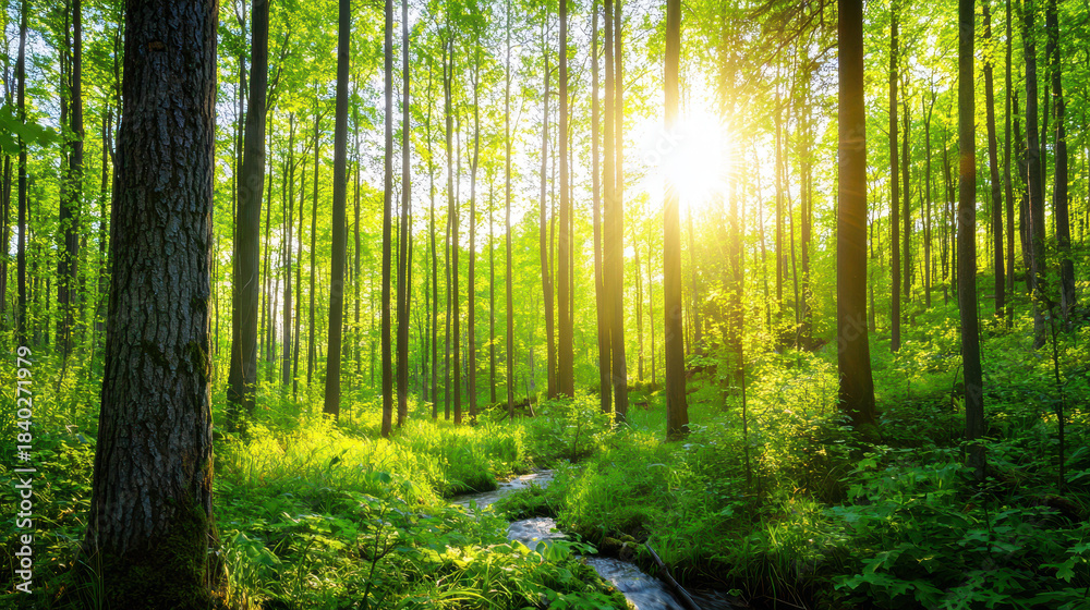 Obraz premium Serene forest scene featuring tall trees with vibrant green leaves, sunlight streaming through canopy, and gentle stream flowing through