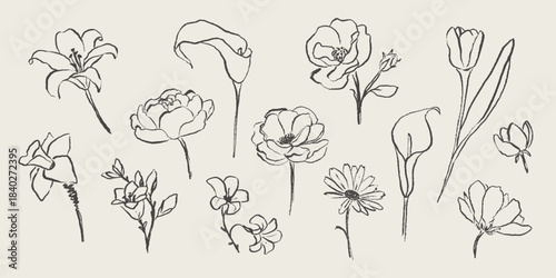 Hand drawn botanical line art set with different flowers.  Vintage floral elements with ink brush effect. Sketch lily, calla, peony, tulip, daisy, rose