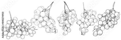 Grape. Hand-drawn vine branch with bunch of grapes and leaves. Vector hand drawn black and white graphic pencil illustration. Detailed grapes for menu design, labels, cosmetics, prints, infographics