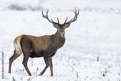 Portrait of the older red deer stag with large antlers walking through the meadow covered with snow. Red deer, Cervus elaphus, wildlife, Slovakia.