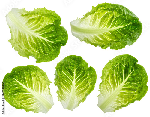  Individual Boston Lettuce Leaves Scattered and Curled, Close-Up Texture, Isolated on Transparent PNG Background