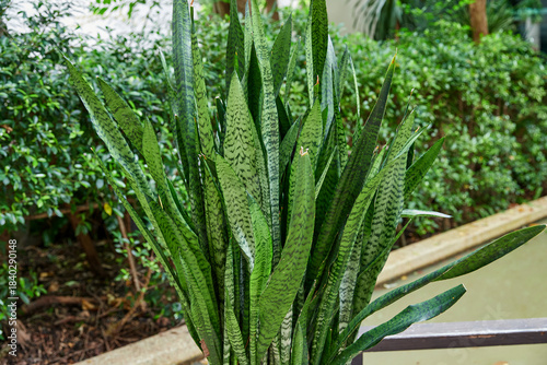 Sansevieria Trifasciata or snake plant growing in potted plant